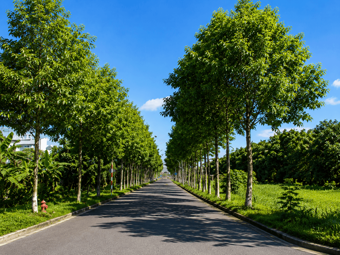 Green Corner